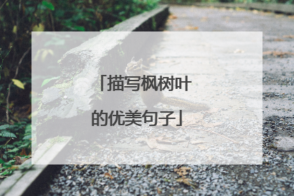 描写枫树叶的优美句子