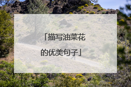 描写油菜花的优美句子
