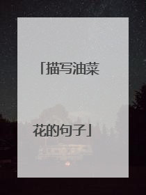 描写油菜花的句子