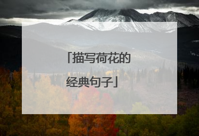 描写荷花的经典句子