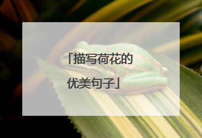 描写荷花的优美句子