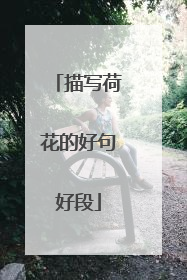 描写荷花的好句好段