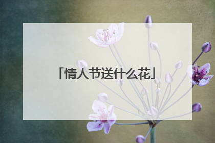 情人节送什么花