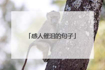 感人催泪的句子