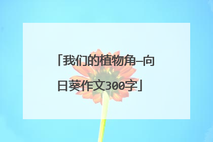 我们的植物角—向日葵作文300字