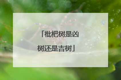 枇杷树是凶树还是吉树