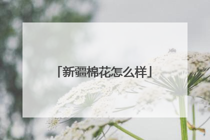 新疆棉花怎么样