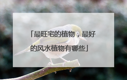 最旺宅的植物，最好的风水植物有哪些
