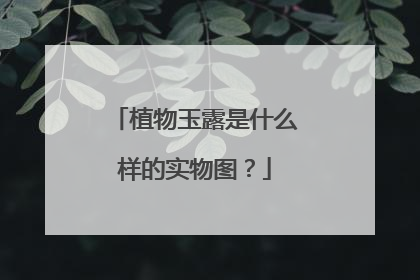 植物玉露是什么样的实物图?