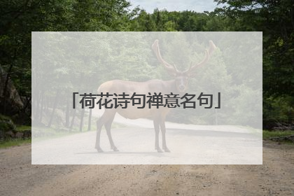 荷花诗句禅意名句