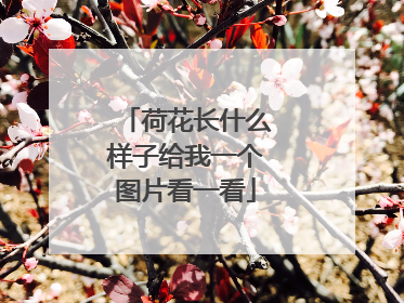 荷花长什么样子给我一个图片看一看