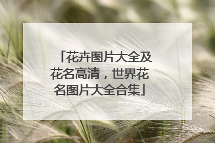 花卉图片大全及花名高清，世界花名图片大全合集
