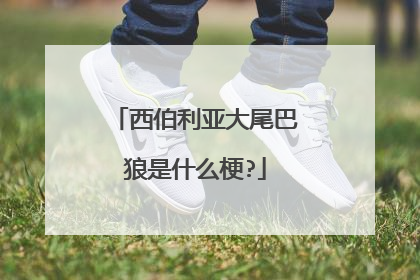 西伯利亚大尾巴狼是什么梗?