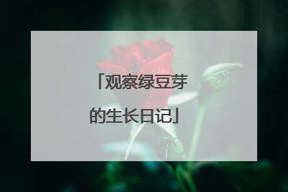 观察绿豆芽的生长日记