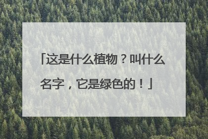 这是什么植物?叫什么名字,它是绿色的!