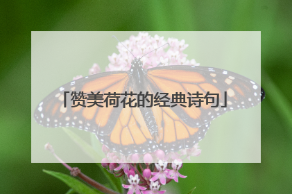 赞美荷花的经典诗句