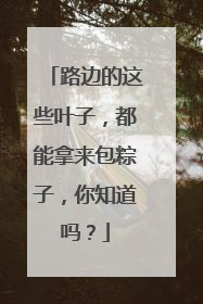 路边的这些叶子，都能拿来包粽子，你知道吗？