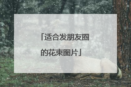 适合发朋友圈的花束图片