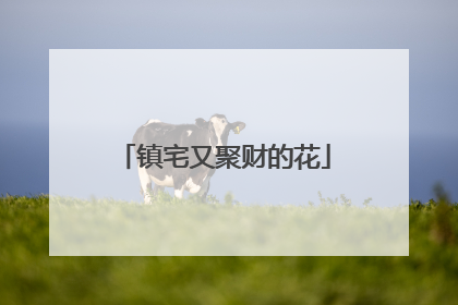 镇宅又聚财的花