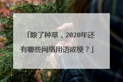 除了种草,2020年还有哪些网络用语或梗?
