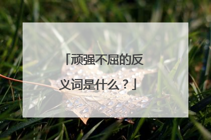 顽强不屈的反义词是什么?
