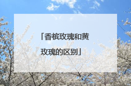 香槟玫瑰和黄玫瑰的区别