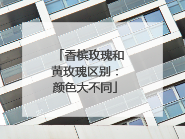 香槟玫瑰和黄玫瑰区别：颜色大不同