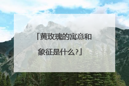 黄玫瑰的寓意和象征是什么?