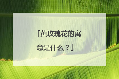 黄玫瑰花的寓意是什么？