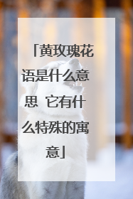 黄玫瑰花语是什么意思 它有什么特殊的寓意