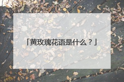 黄玫瑰花语是什么?