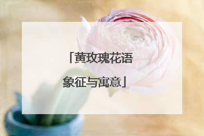 黄玫瑰花语象征与寓意