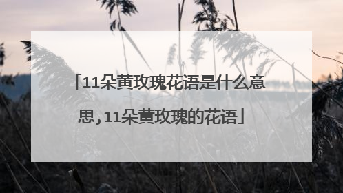 11朵黄玫瑰花语是什么意思,11朵黄玫瑰的花语