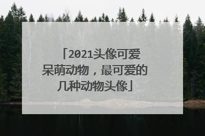 2021头像可爱呆萌动物,最可爱的几种动物头像