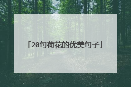 20句荷花的优美句子